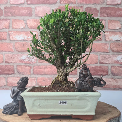 Care Guide for Buxus Harlindi (Boxwood) Bonsai in the UK