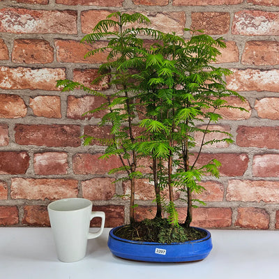 Dawn Redwood (Metasequoia) Bonsai Tree Leaves Turning Brown