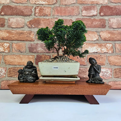 Chamaecyparis (False Cypress) Bonsai Tree Care Guide