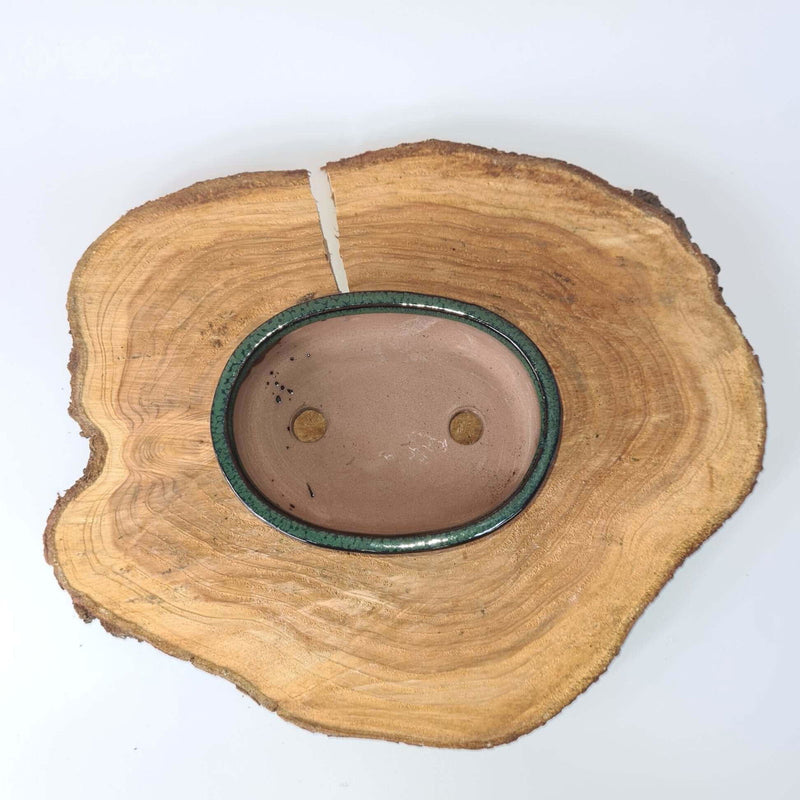 16cm Glazed Bonsai Pot | Oval | 16cm x 12cm x 3cm | Green - Yorkshire Bonsai
