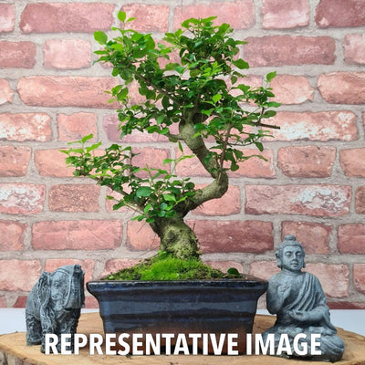 Chinese Privet (Ligustrum Sinense) Bonsai Tree | Shaped | In 15cm Pot - Yorkshire Bonsai
