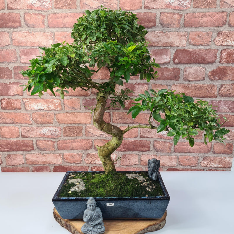 Chinese Privet (Ligustrum Sinense) Large Bonsai Tree | Shaped Style | In 35cm Pot