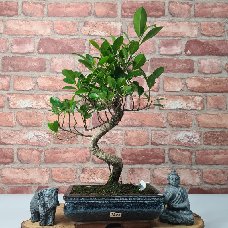 Ficus Microcarpa (Banyan Fig) Indoor Bonsai Tree | Shaped | In 20cm Pot