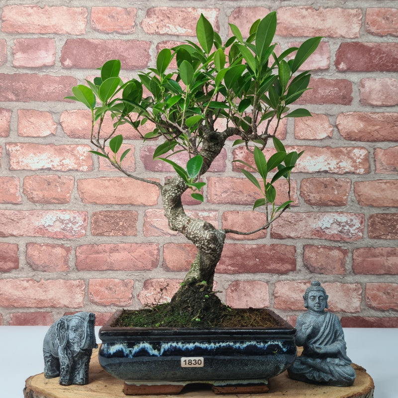 Ficus Microcarpa (Banyan Fig) Indoor Bonsai Tree | Shaped | In 20cm Pot