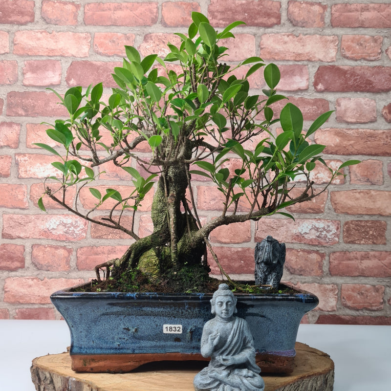 Ficus Microcarpa (Banyan Fig) Indoor Bonsai Tree | Shaped | In 30cm Pot