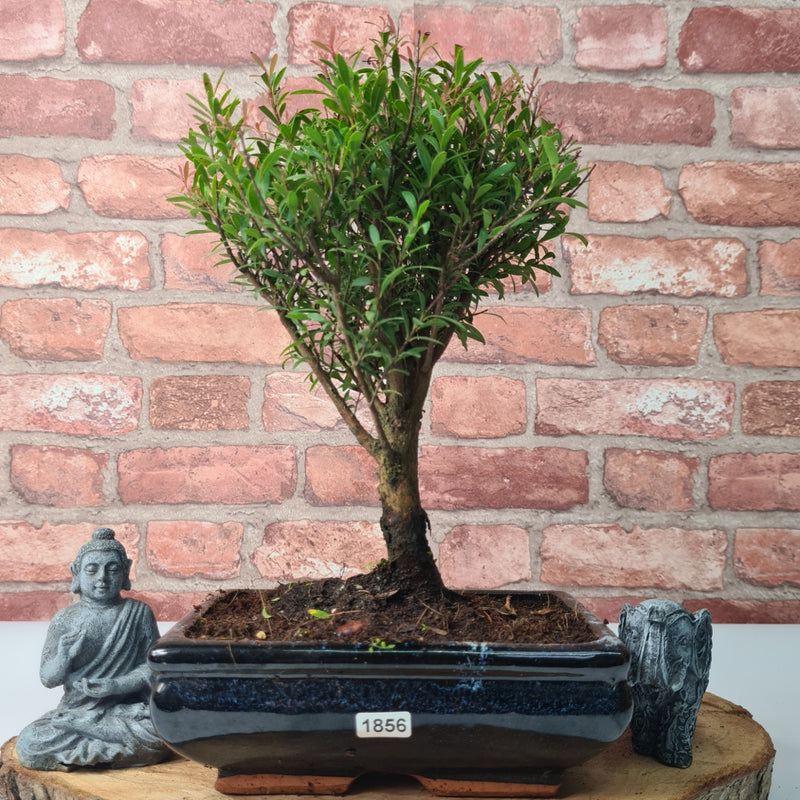 Brush Cherry (Syzygium) Bonsai Tree | Broom | In 20cm Pot