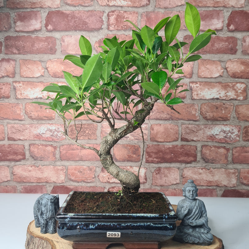 Ficus Microcarpa (Banyan Fig) Indoor Bonsai Tree | Shaped | In 20cm Pot