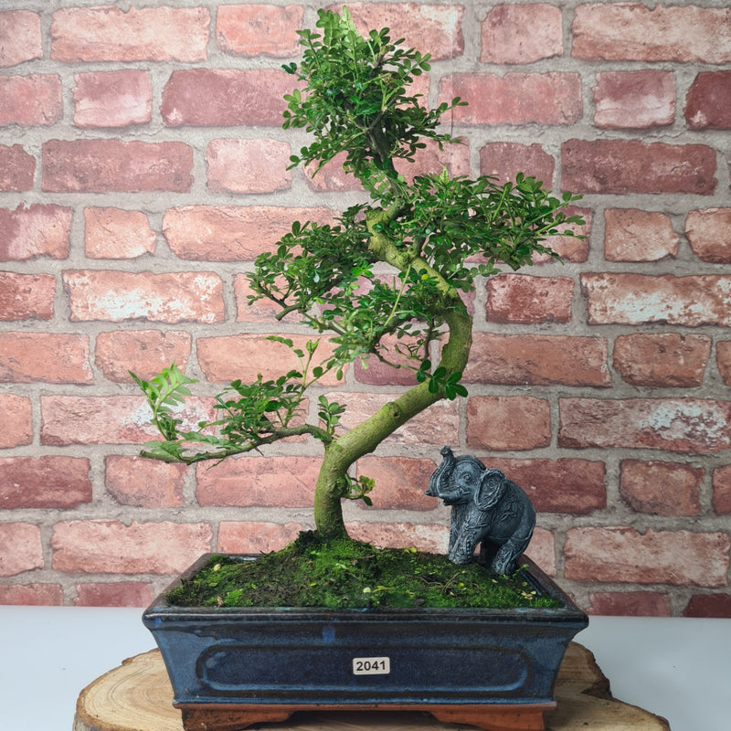 Chinese Pepper (Zanthoxylum Pipertum) Bonsai Tree | Shaped | In 25cm Pot