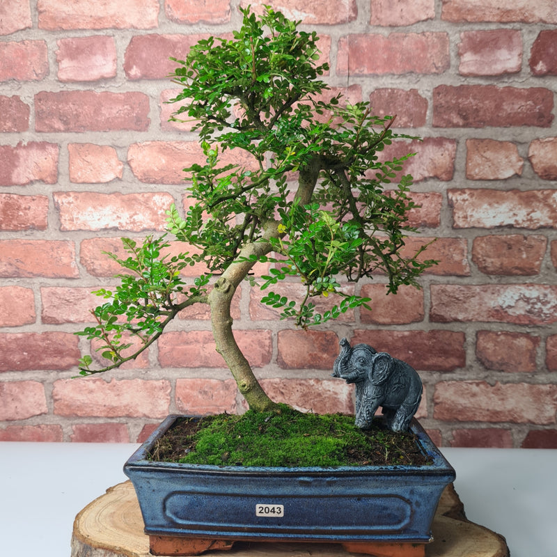 Chinese Pepper (Zanthoxylum Pipertum) Bonsai Tree | Shaped | In 25cm Pot