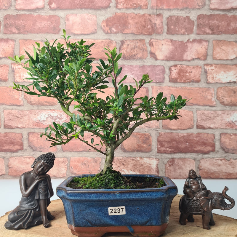 Japanese Holly (Ilex Crenata) Bonsai Tree | Shaped | In 15cm Pot