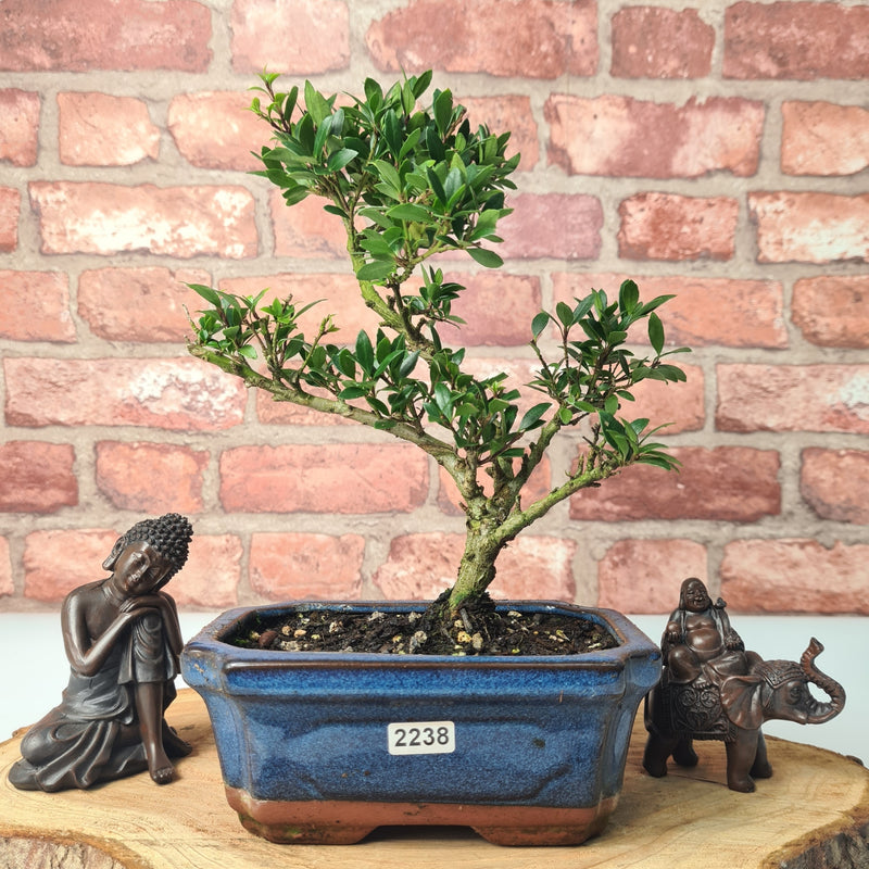 Japanese Holly (Ilex Crenata) Bonsai Tree | Shaped | In 15cm Pot