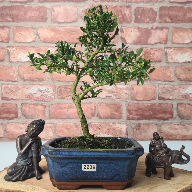 Japanese Holly (Ilex Crenata) Bonsai Tree | Shaped | In 15cm Pot