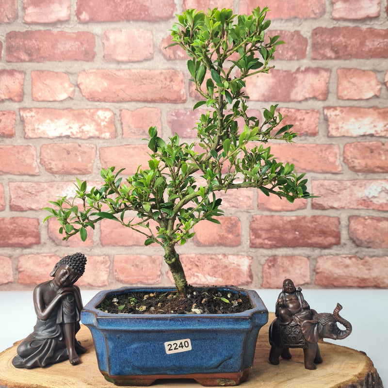 Japanese Holly (Ilex Crenata) Bonsai Tree | Shaped | In 15cm Pot