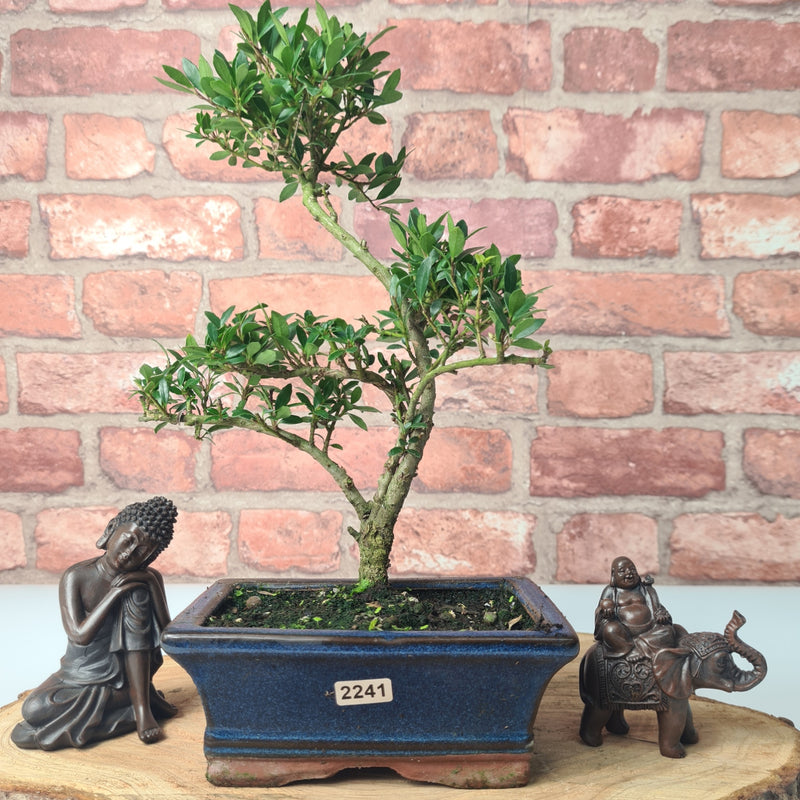 Japanese Holly (Ilex Crenata) Bonsai Tree | Shaped | In 15cm Pot