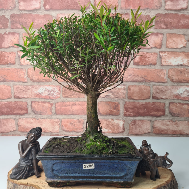 Brush Cherry (Syzygium) Bonsai Tree | Broom | In 20cm Pot