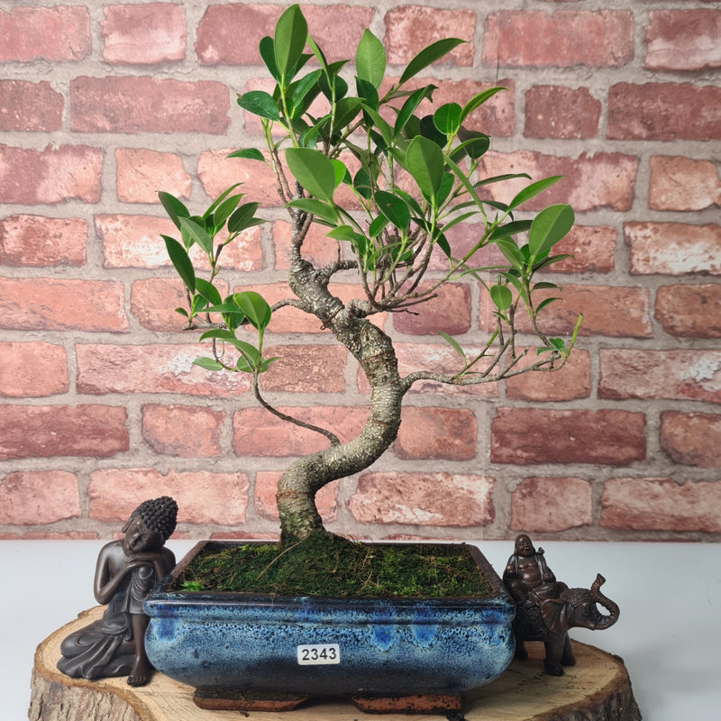 Ficus Microcarpa (Banyan Fig) Indoor Bonsai Tree | Shaped | In 20cm Pot