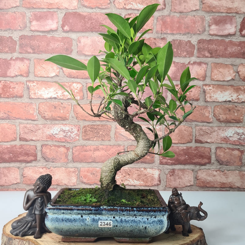 Ficus Microcarpa (Banyan Fig) Indoor Bonsai Tree | Shaped | In 20cm Pot