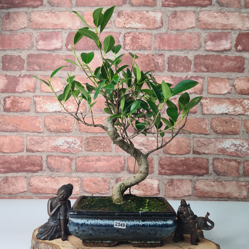 Ficus Microcarpa (Banyan Fig) Indoor Bonsai Tree | Shaped | In 20cm Pot