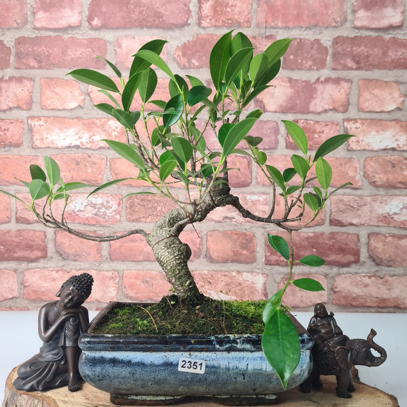 Ficus Microcarpa (Banyan Fig) Indoor Bonsai Tree | Shaped | In 20cm Pot