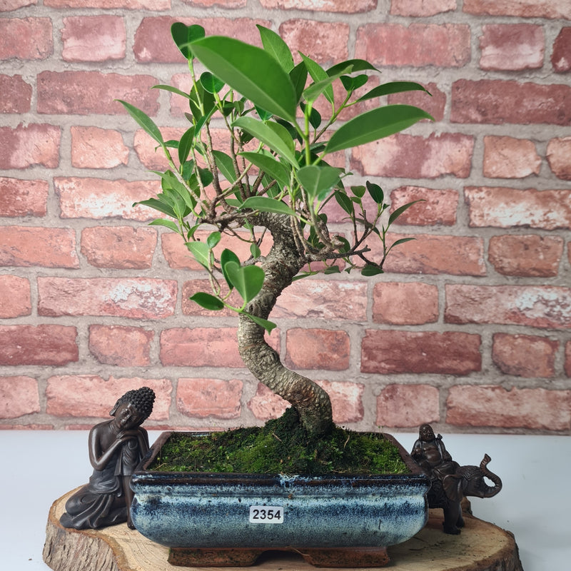 Ficus Microcarpa (Banyan Fig) Indoor Bonsai Tree | Shaped | In 20cm Pot