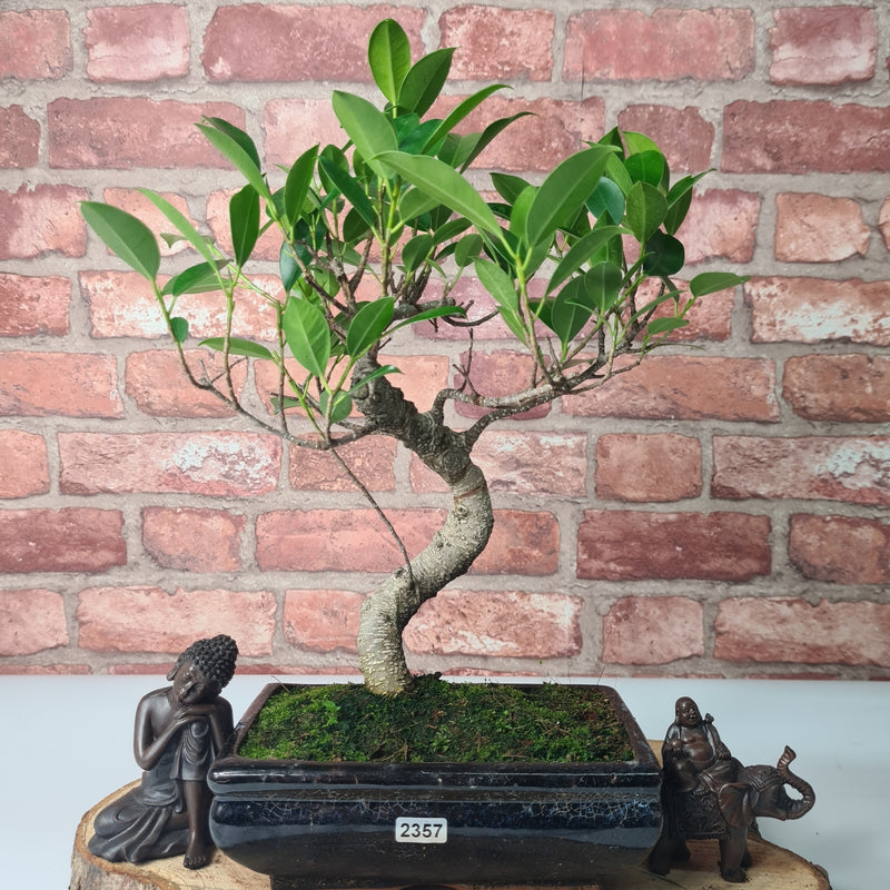 Ficus Microcarpa (Banyan Fig) Indoor Bonsai Tree | Shaped | In 20cm Pot