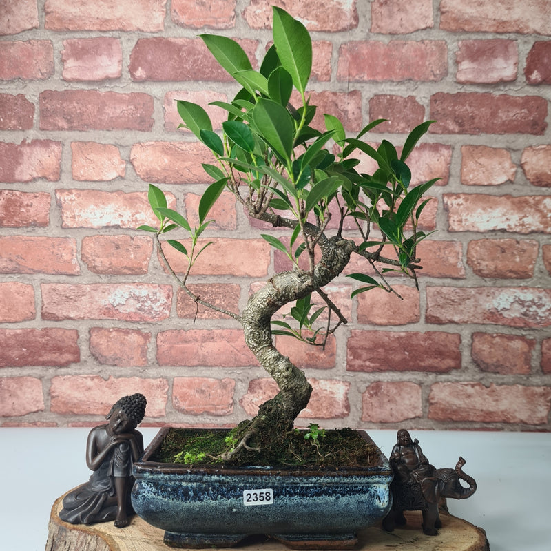 Ficus Microcarpa (Banyan Fig) Indoor Bonsai Tree | Shaped | In 20cm Pot