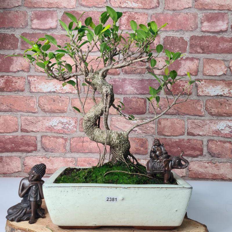 Ficus Microcarpa (Banyan Fig) Indoor Bonsai Tree | Shaped | In 25cm Pot