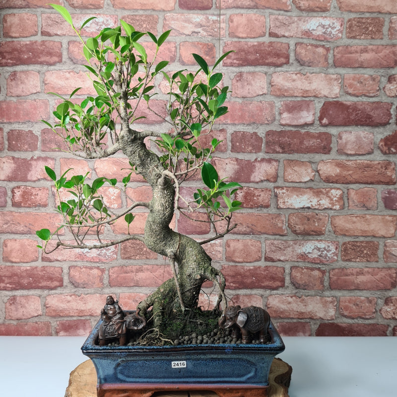 Ficus Microcarpa (Banyan Fig) Indoor Bonsai Tree | Shaped | In 30cm Pot