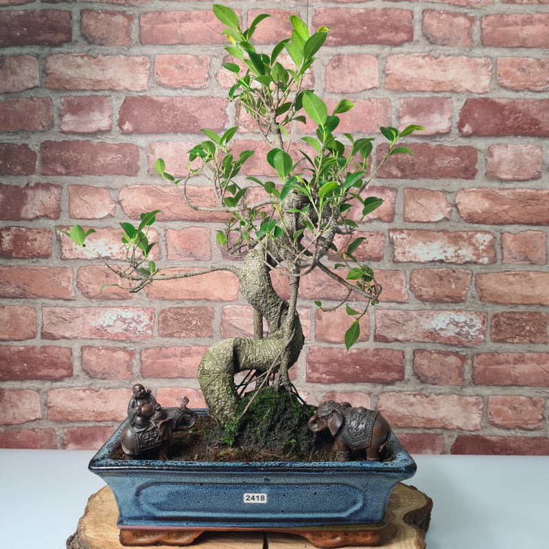 Ficus Microcarpa (Banyan Fig) Indoor Bonsai Tree | Shaped | In 30cm Pot