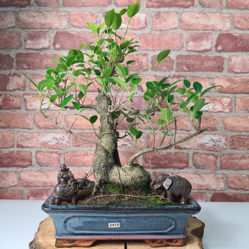 Ficus Microcarpa (Banyan Fig) Indoor Bonsai Tree | Shaped | In 30cm Pot