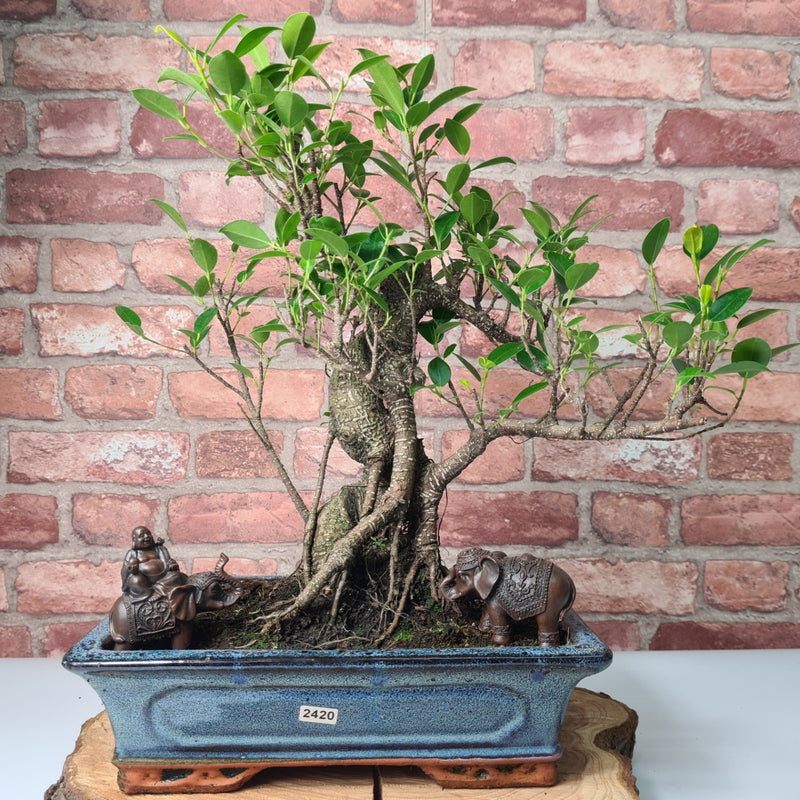 Ficus Microcarpa (Banyan Fig) Indoor Bonsai Tree | Shaped | In 30cm Pot