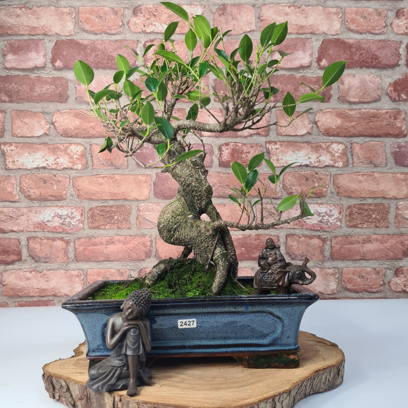 Ficus Microcarpa (Banyan Fig) Indoor Bonsai Tree | Shaped | In 30cm Pot