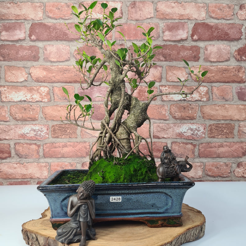 Ficus Microcarpa (Banyan Fig) Indoor Bonsai Tree | Shaped | In 30cm Pot