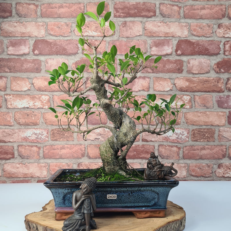 Ficus Microcarpa (Banyan Fig) Indoor Bonsai Tree | Shaped | In 30cm Pot