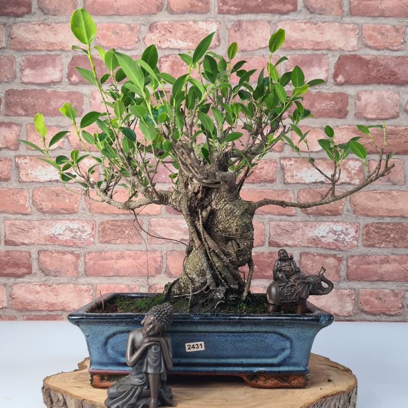 Ficus Microcarpa (Banyan Fig) Indoor Bonsai Tree | Shaped | In 30cm Pot