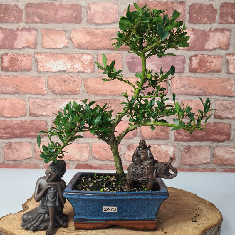 Japanese Holly (Ilex Crenata) Bonsai Tree | Shaped | In 15cm Pot