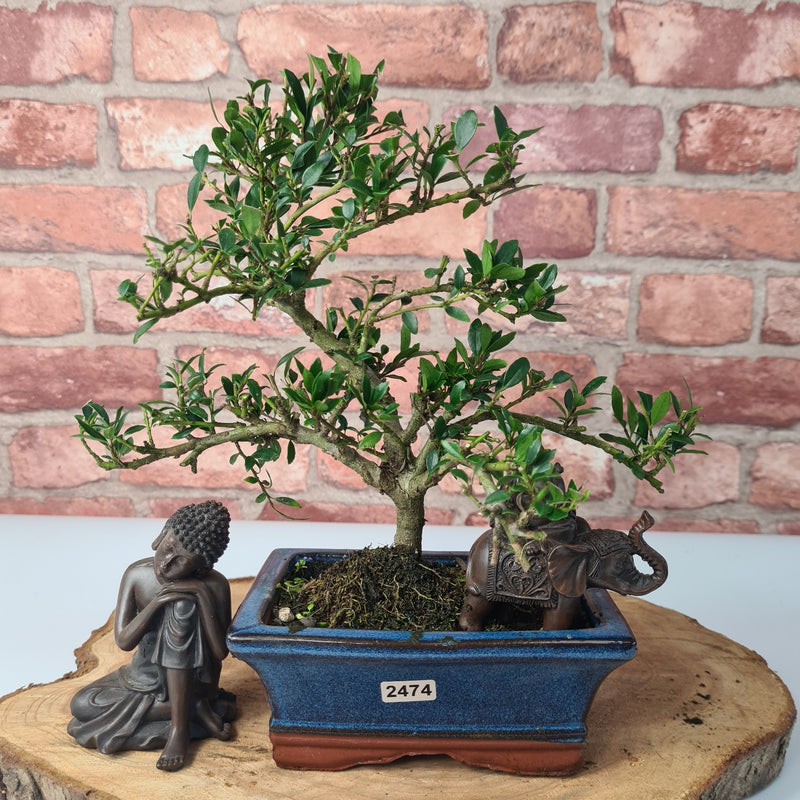 Japanese Holly (Ilex Crenata) Bonsai Tree | Shaped | In 15cm Pot