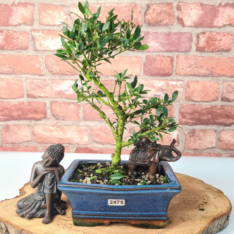 Japanese Holly (Ilex Crenata) Bonsai Tree | Shaped | In 15cm Pot