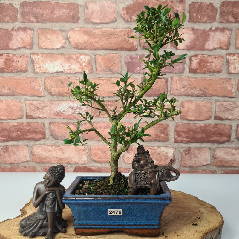 Japanese Holly (Ilex Crenata) Bonsai Tree | Shaped | In 15cm Pot