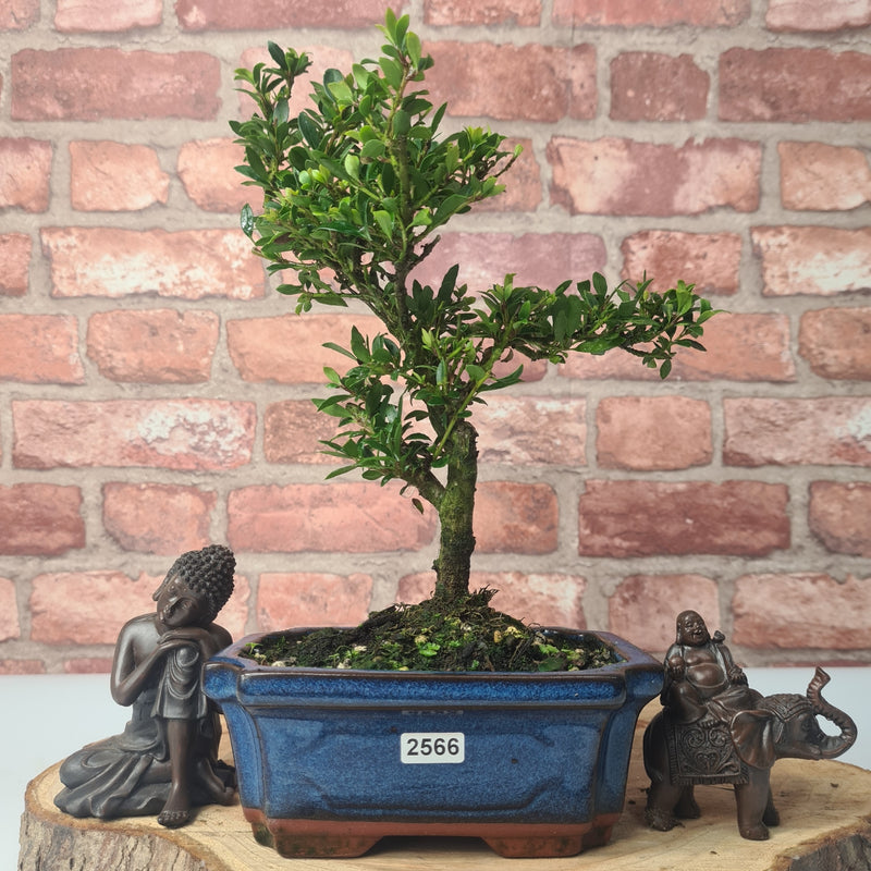 Japanese Holly (Ilex Crenata) Bonsai Tree | Shaped | In 15cm Pot