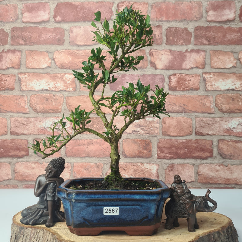 Japanese Holly (Ilex Crenata) Bonsai Tree | Shaped | In 15cm Pot