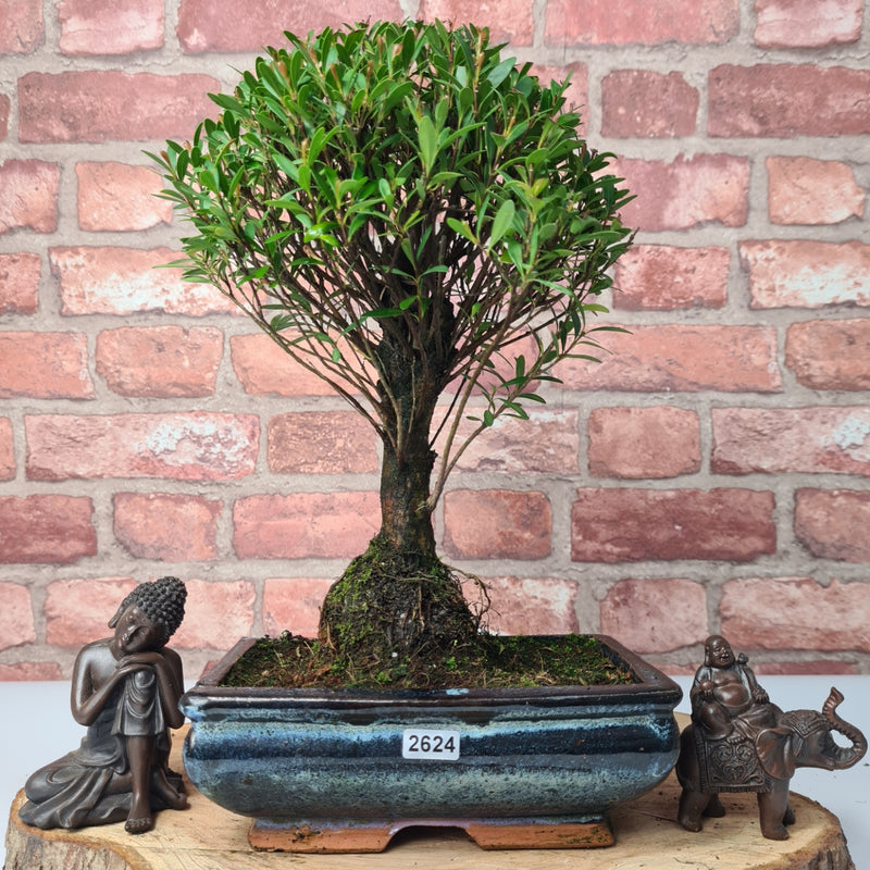 Brush Cherry (Syzygium) Bonsai Tree | Broom | In 20cm Pot