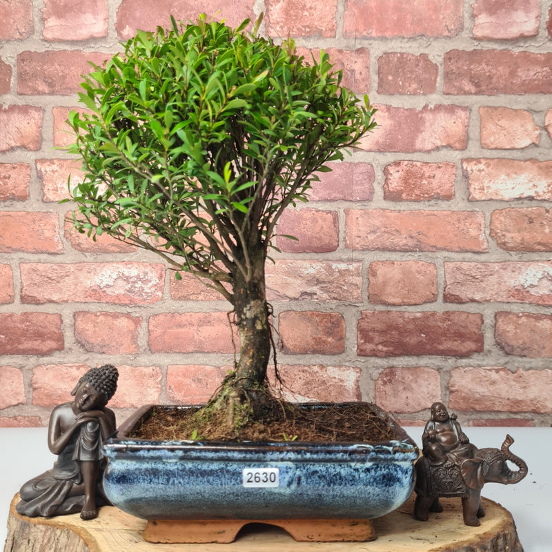 Brush Cherry (Syzygium) Bonsai Tree | Broom | In 20cm Pot