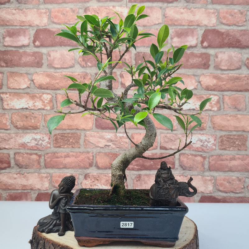 Ficus Microcarpa (Banyan Fig) Indoor Bonsai Tree | Shaped | In 20cm Pot