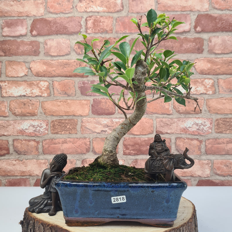 Ficus Microcarpa (Banyan Fig) Indoor Bonsai Tree | Shaped | In 20cm Pot