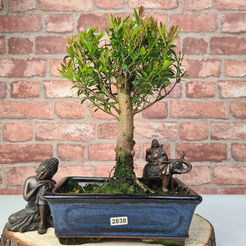 Brush Cherry (Syzygium) Bonsai Tree | Broom | In 20cm Pot