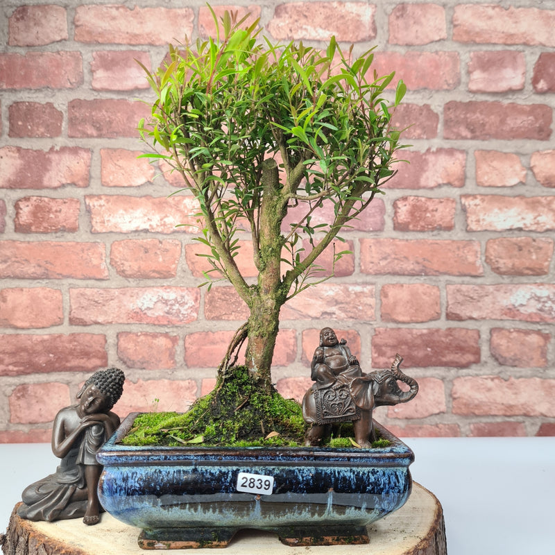 Brush Cherry (Syzygium) Bonsai Tree | Broom | In 20cm Pot