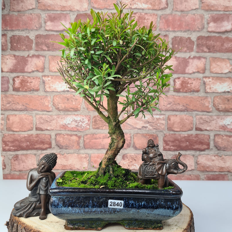 Brush Cherry (Syzygium) Bonsai Tree | Broom | In 20cm Pot