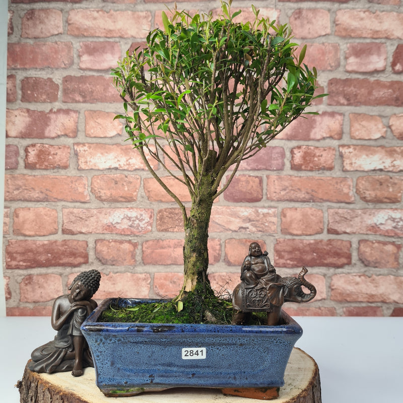 Brush Cherry (Syzygium) Bonsai Tree | Broom | In 20cm Pot