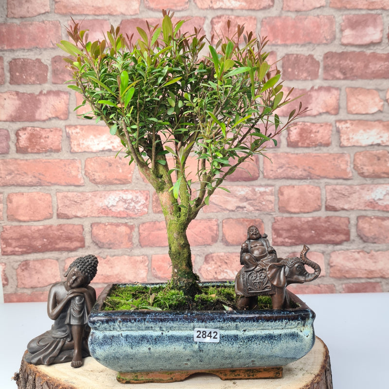 Brush Cherry (Syzygium) Bonsai Tree | Broom | In 20cm Pot